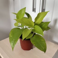 Neon Pothos in a nursery pot