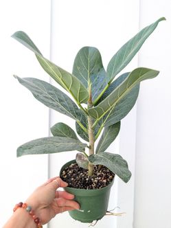 Ficus Audrey Plant 6" Pot - Indoor House Plants