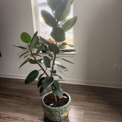 5ft Rubber Tree (Real Plant)