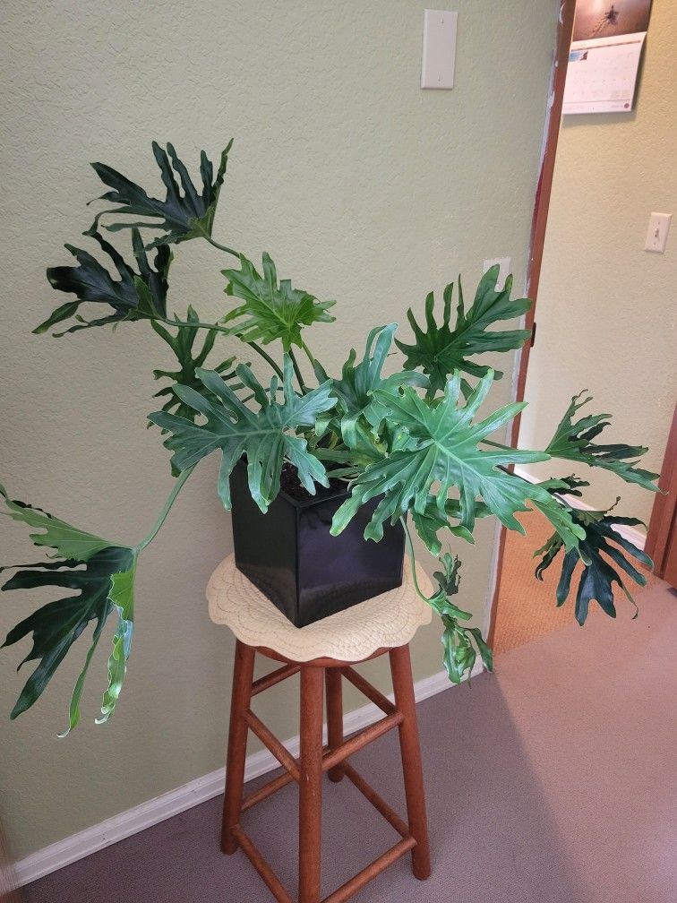 Philodendron Hope