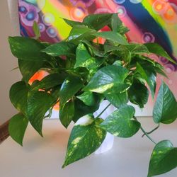 Large Golden Pothos Plant Growing In Water in a Ceramic Pot