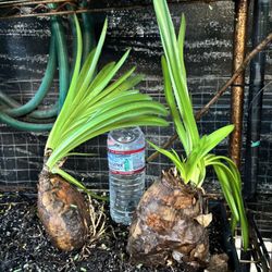 Naked Lady Lily (Amaryllis Belladonna)