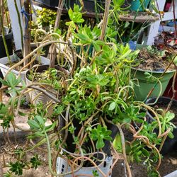 Large Succulent In A  3 Gal Pot