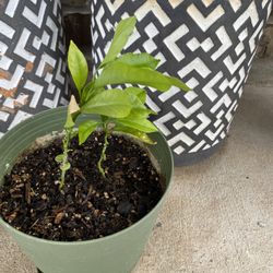 Tanguearen/orange Plant 