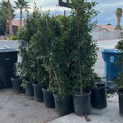 Italian Laurel Plants 