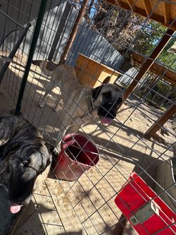 Free cage for Anatolian Shepard