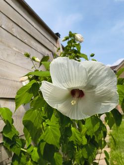 Garden Hibiscus