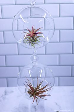 TERRARIUM DUO WITH DOUBLE HOOKS