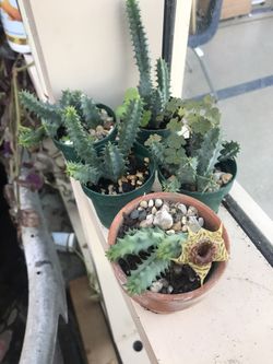 Stapelia plants 🌱