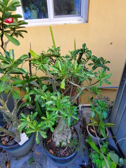 Desert Rose