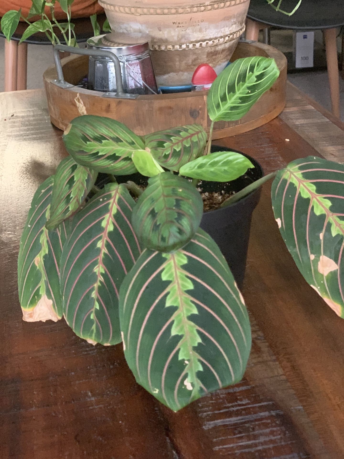 Red Maranta Prayer Plant