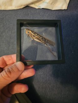 American bird grasshopper framed specimen