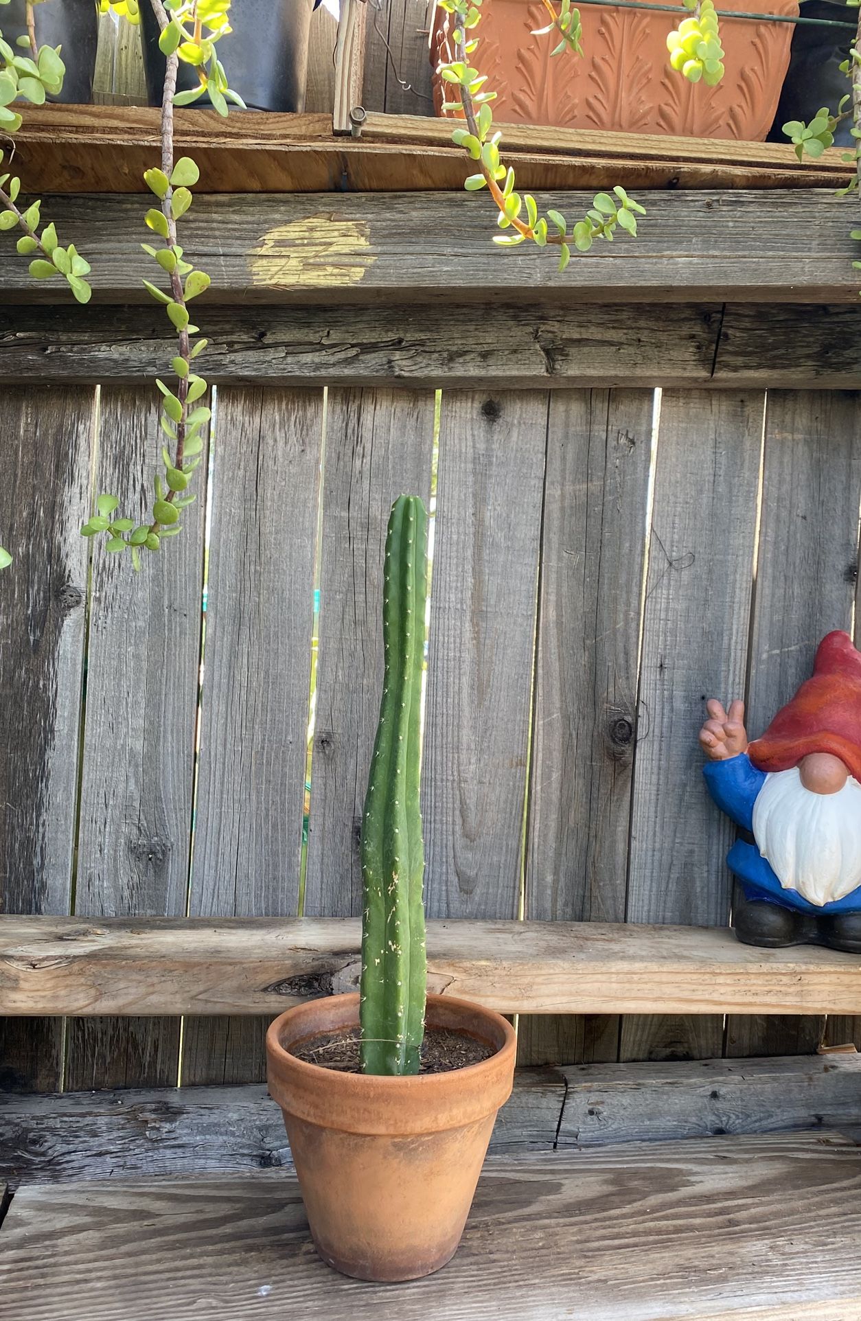 Small Skinny San Pedro Cactus Plant