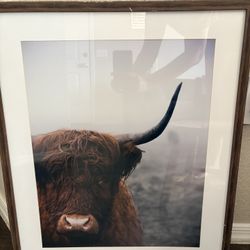 Framed Bull Picture