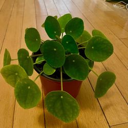 Large Pilea Peperomioides Money Plant 