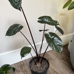 Alocasia Elephant Ear Plant