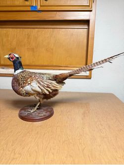 Mounted Ring-Necked Pheasant Taxidermy 26” Rustic Cabin Decor