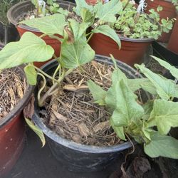 Okinawa Sweet Potato Plants 