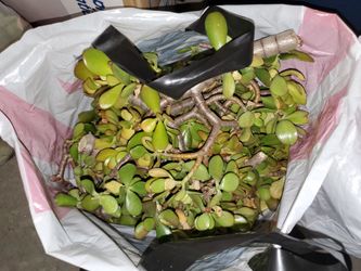 Large Jade Succulent Plant Cuttings / Clippings Bag for Propagation