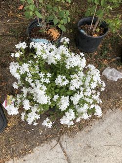 Plants