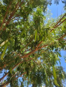Free Guajes River Tamarind "Free Must be able to  pick from tree" Located in Banning