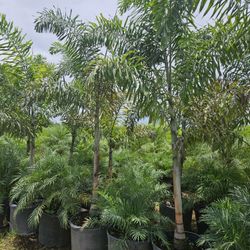 foxtail palms over 8 feet tall Instant Privacy Hedge For Fence Green Full Ready For Planting 