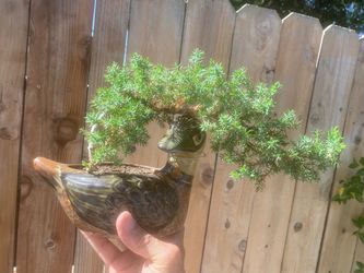 Bonsai plants on sale $40 each