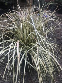 Lovely 2-gal variegated grass