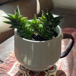 Succulent Live Plant 🪴 