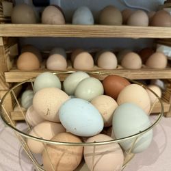 Organic Egg great for Eating  and/or incubating