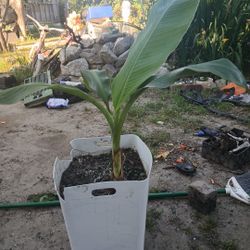 Banan Trees