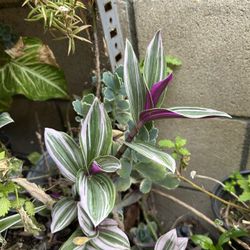 Planta