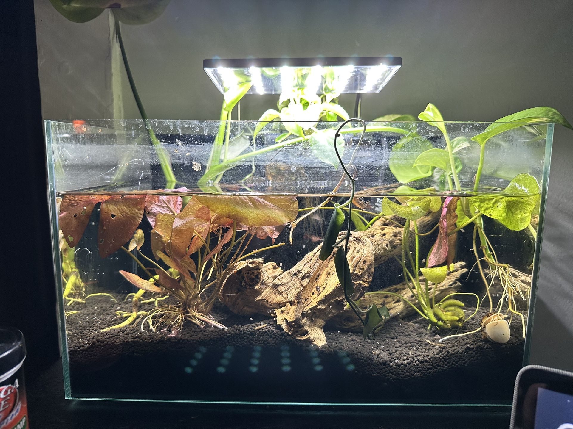Fully Cycled 5 Gallon Rimless Tank