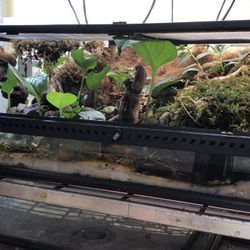 Bioactive Reptile Tank Enclosure Cage Exo Terra