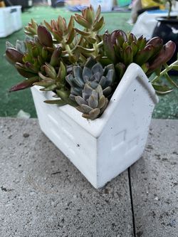 Succulents Plants In Ceramic House Pot