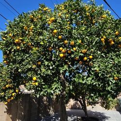 Oranges 5 X $1.00 - South Gate