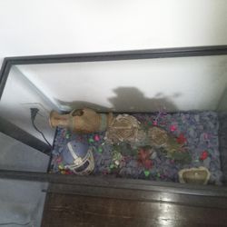 20 Gallon Fishtank 