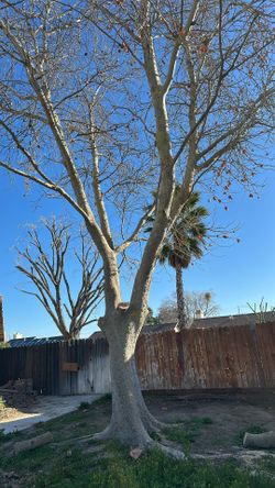 Free Firewood
