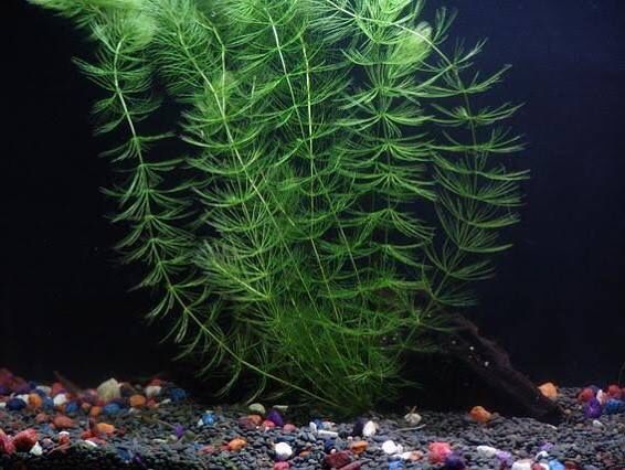 Hornwort coontail aquarium freshwater plant