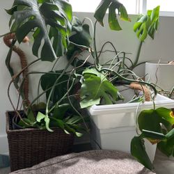 Three Large Monstera Plants