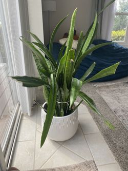 Snake Plant 