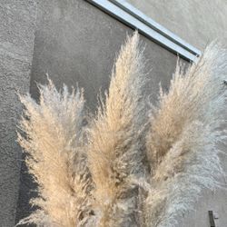 Pampas Grass Brown Tan Fluffy 3for$40 6for$75