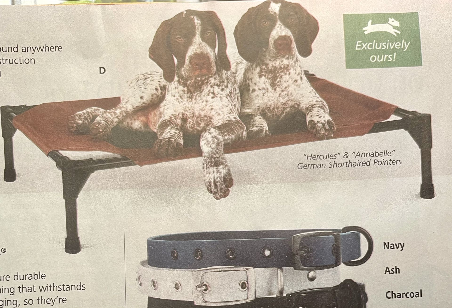 Elervated Dog Bed By In The Company Of Dogs