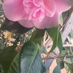 Camelia plant.