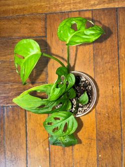 Monstera Adansonii