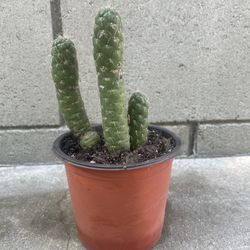 Cactus Plant 