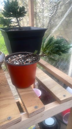 Pre Bonsai Blue Star Juniper 