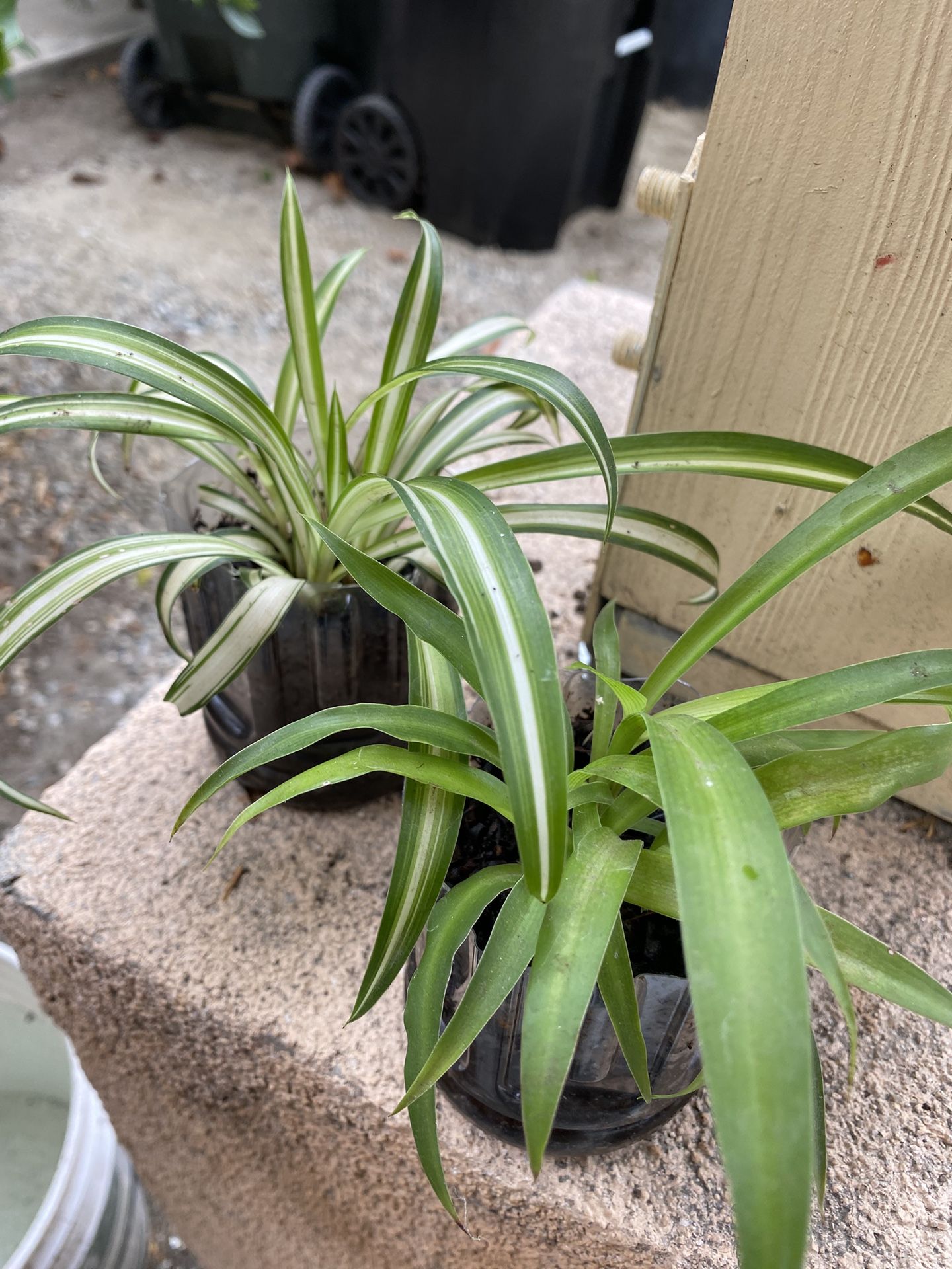 Spired Plant