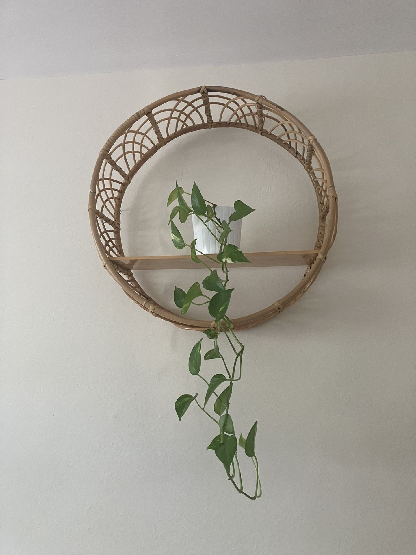 Pothos Plant 5 Inch Pot