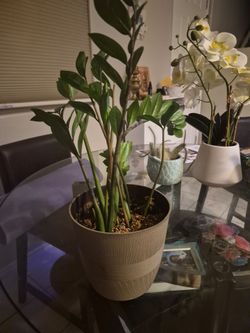 ZZ Plant in Textured Pot house plant
